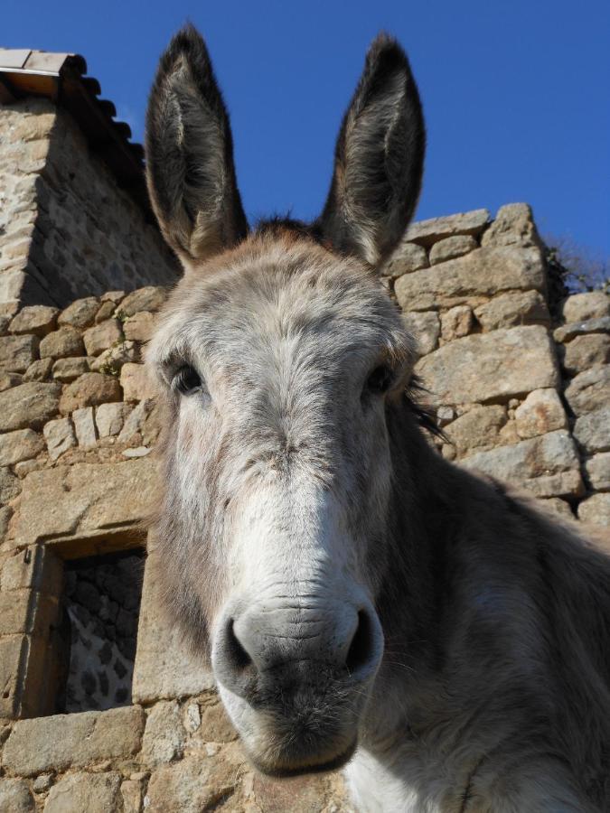 Gite De Chapeleche Les Chataigniers Gluiras 外观 照片