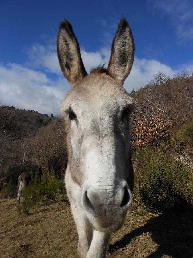 Gite De Chapeleche Les Chataigniers Gluiras 外观 照片